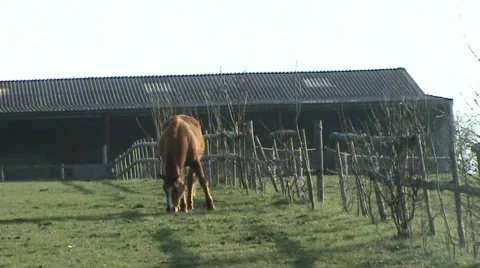 Horse Video stock 349321