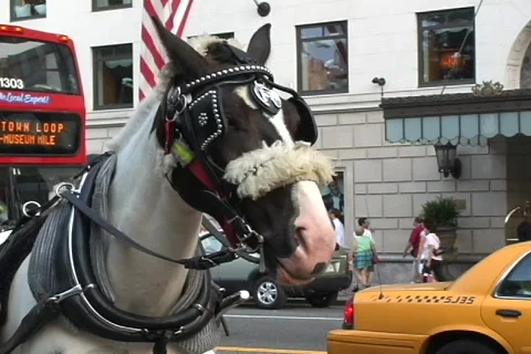 Horse  動画素材 361244