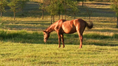 Horse Stock Footage 483238