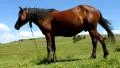 Horse HD Footage