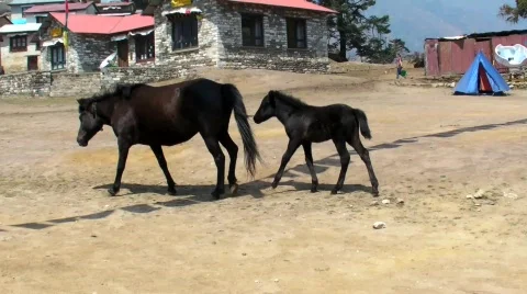 Horse Stock Footage 491839