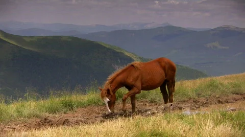 Horse Stock-Footage 498330