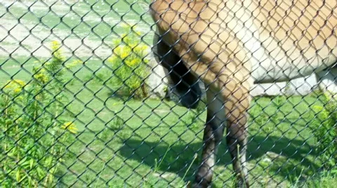 Horse 스톡 동영상 509143