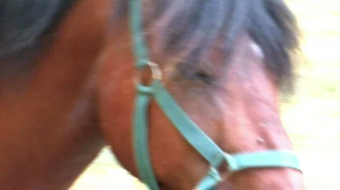 Horse Stockbeeldmateriaal 529928