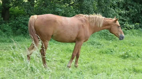 Horse Stock Footage 572004