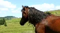 Horse HD Footage