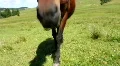 Horse HD Footage