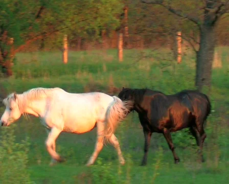  horse Stock Footage 671134