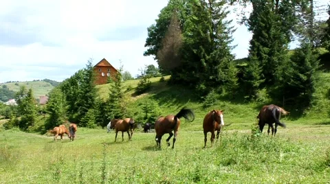 Horse Stock Footage 701132