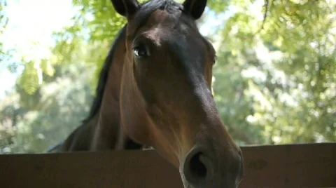 Horse. Stock Footage 737034