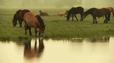 Horse Stockbeeldmateriaal 904623