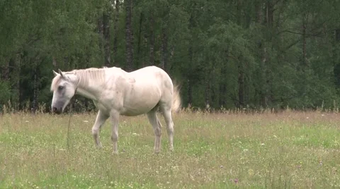 Horse Stock Footage 908415