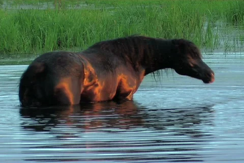 Horse Video stock 910995