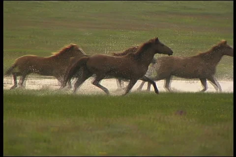 Horse Stockbeeldmateriaal 911004