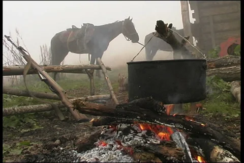 Horse Stock Footage 911112