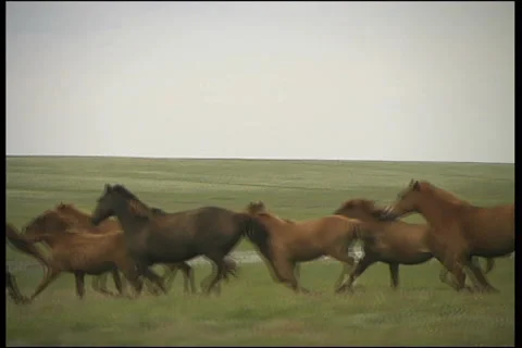 Horse Stockbeeldmateriaal 911143