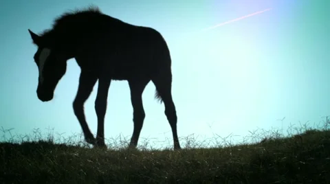 Horse Vídeos de archivo 1044210