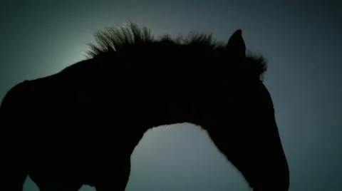 Horse Vídeos de archivo 1044388