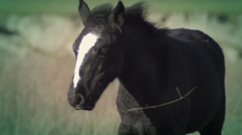 Horse Stock Footage 1044432