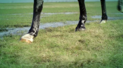 Horse Stock Footage 1044597