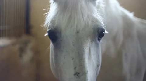 Horse Stock Footage