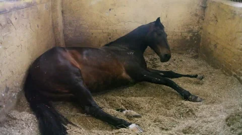 Horse Vídeo Stock 5408090