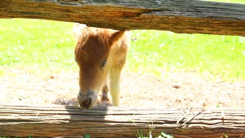 Horse Stock Footage 6233402