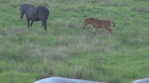 Horse Stock-Footage 8511924