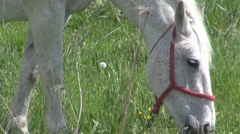 Horse Stock-Footage 8511929