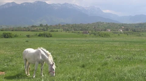 Horse Vídeos de archivo 8511942