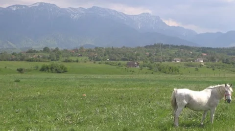 Horse Stock-Footage 8511944