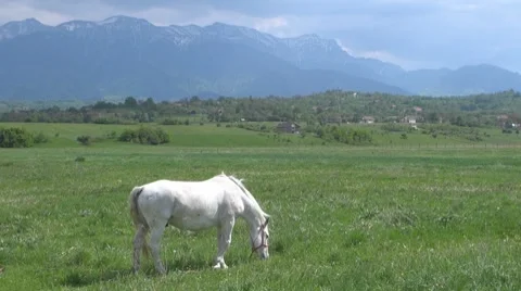 Horse Stock-Footage 8511946
