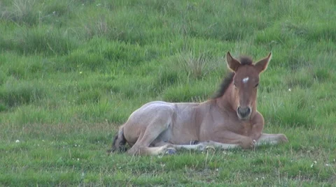 Horse Vídeos de archivo 8511952
