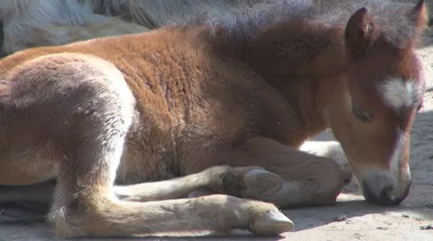 Horse Vídeos de archivo 8511964