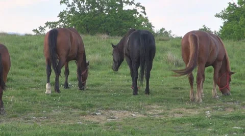 Horse Stock Footage 8511965