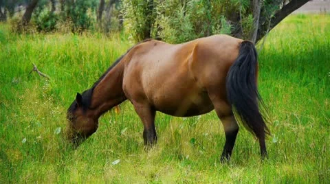 Horse Stock Footage 8914052