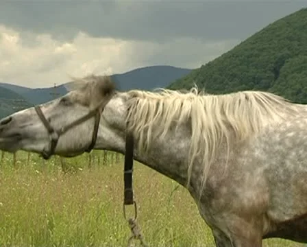 Horse Stock Footage 8960211