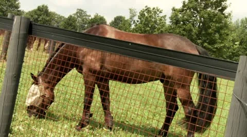 Horse Video stock 8970357