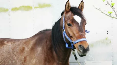 Horse Stockbeeldmateriaal 10714790