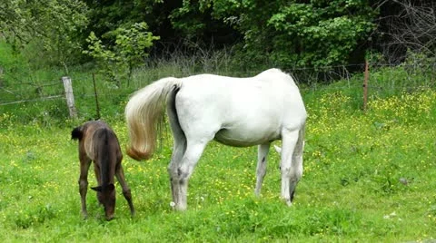 Horse Stock Footage 11077389