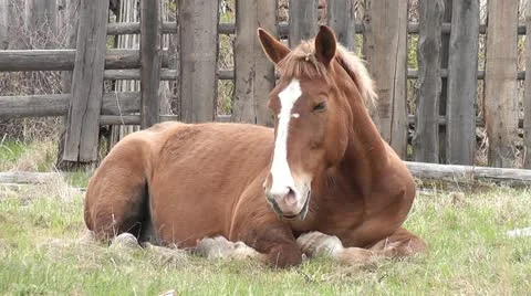 Horse Stock Footage 11102385
