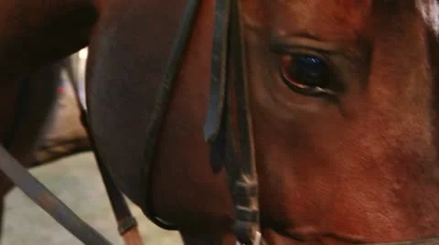 Horse Stock Footage 11315427