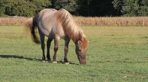 Horse 库存影片 12008421