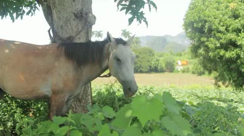 Horse Stock Footage 12184009