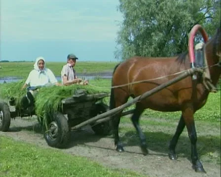 Horse, Stock Footage 12652541