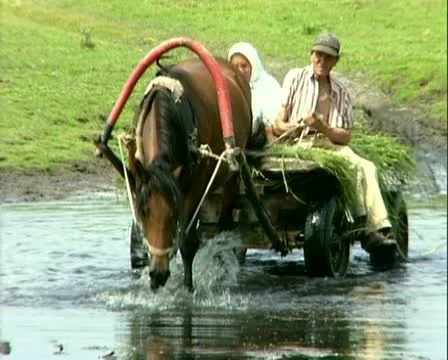 Horse, Stock Footage 12652546