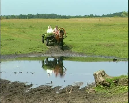 Horse, Stock Footage 12652562