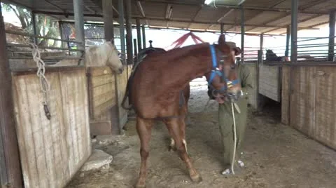 Horse Stock Footage 20449131