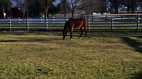 Horse Stock Footage 20535662