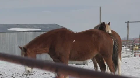 Horse Video stock 21770553